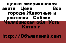 щенки американская акита › Цена ­ 30 000 - Все города Животные и растения » Собаки   . Челябинская обл.,Усть-Катав г.